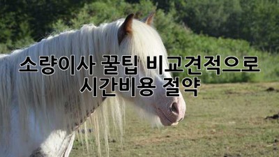 소량이사 꿀팁🍯 비교견적으로 시간&비용 절약! 🚀